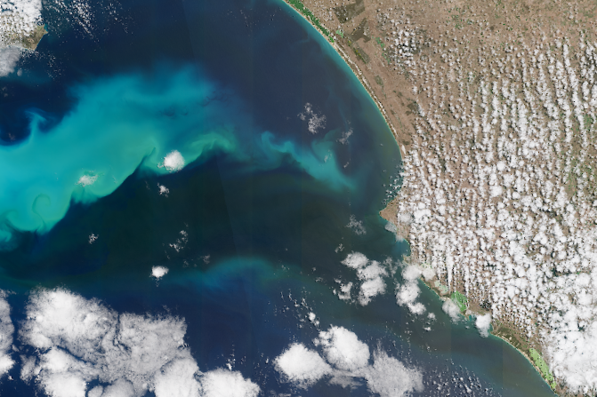 Satellite image of a bright teal cloud in the water, near the coast.