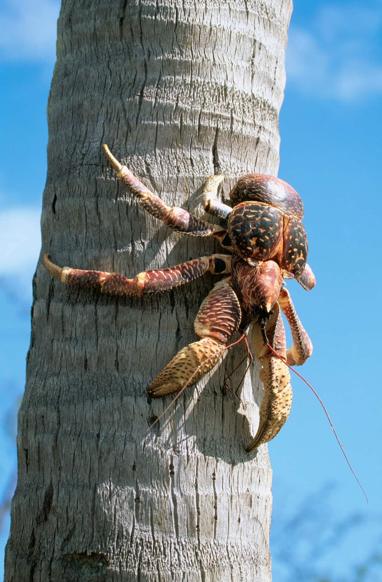 Close-up of a large coconut crab climbing the trunk of a palm tree, with mottled brown, orange and cream-coloured legs and powerful claws gripping the bark. The background is a soft blur of blue sky.