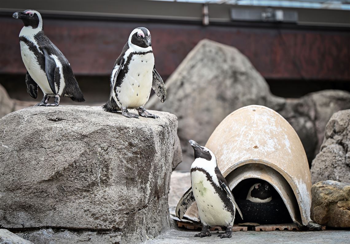 On the brink of extinction, the African penguin is getting more help from Pittsburgh