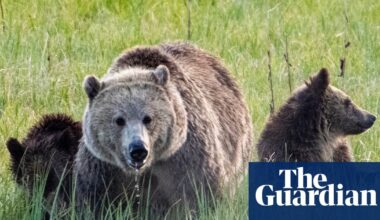 New Trump rule allows hunters to bait bears in Alaska with doughnuts, bacon and more | Trump administration