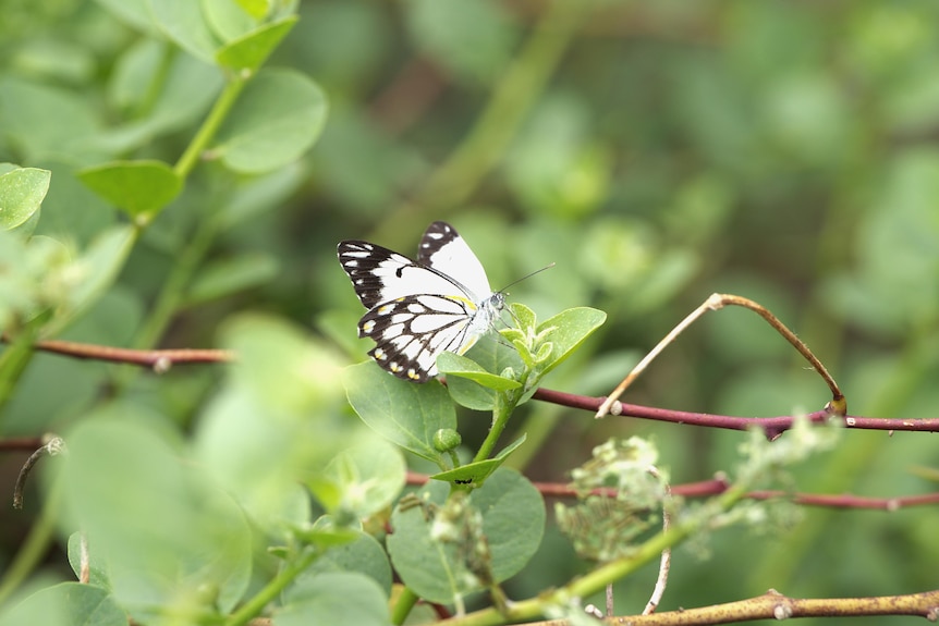 A black and white butterfly lands on a bush.