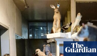 Man fined after 700 frozen and taxidermied animals found on Victorian property | Victoria