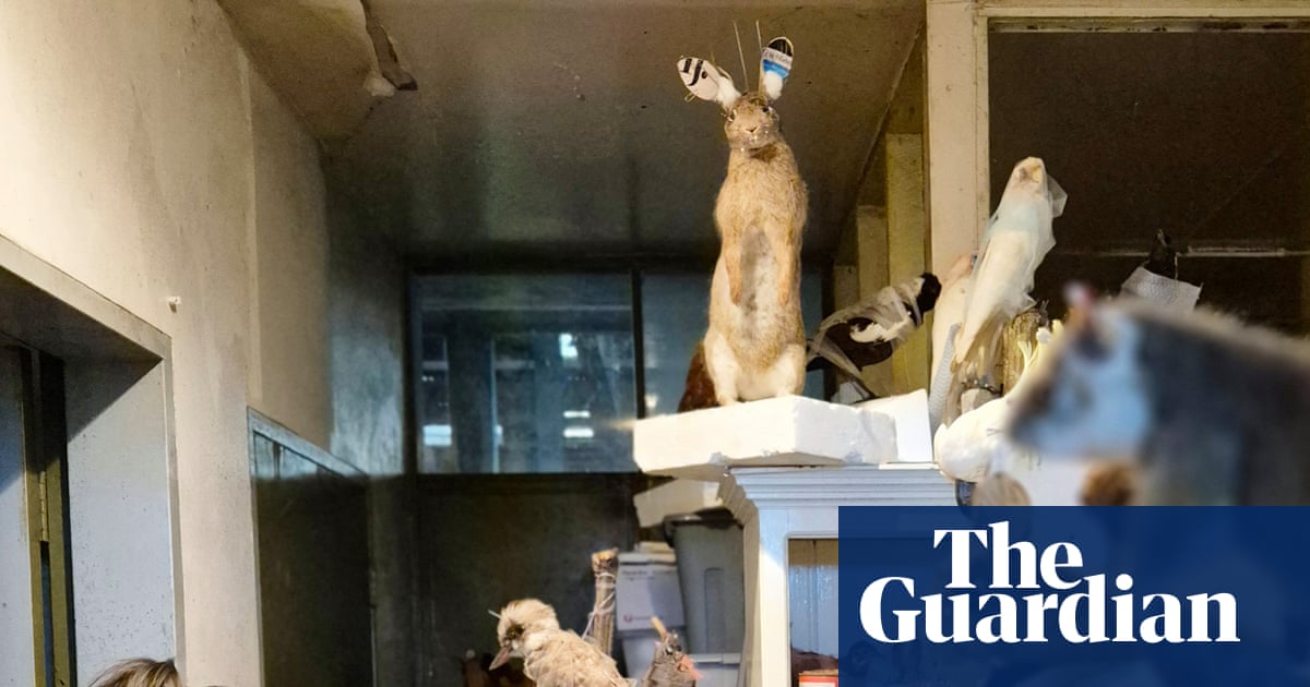 Man fined after 700 frozen and taxidermied animals found on Victorian property | Victoria