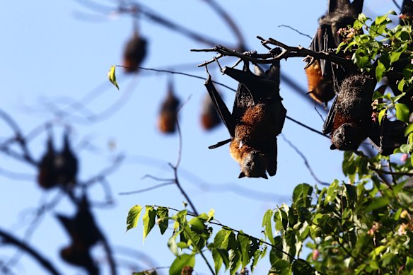 A bat colony on Sydney’s lower north shore.