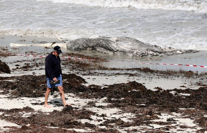 The juvenile whale carcass triggered a shark advice alert. 