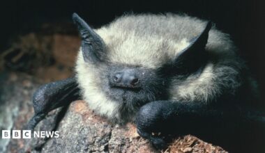 A close up photograph of a common pipistrelle bat. It has a black face with prominent nostrils and black pointed ears poking through grey and white fur.