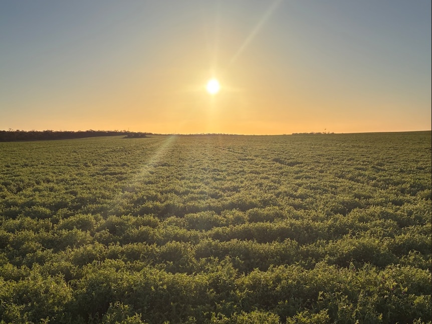 A crop of green lentil bushes with the sun in the blue sky.