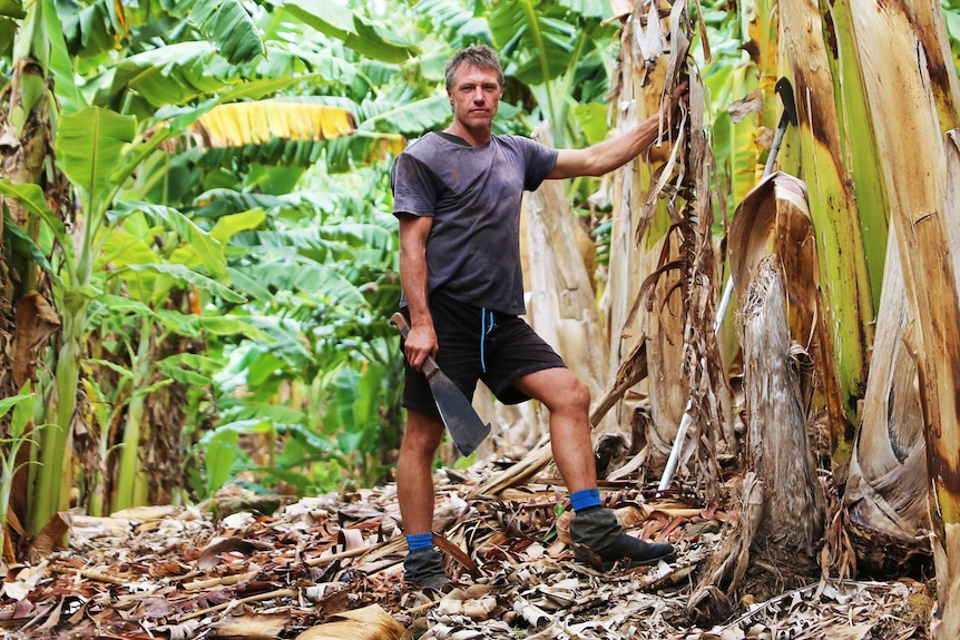 A man stands in a banana plantation holding a machete.