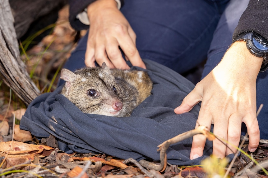 A quoll in a blanket with hands behind it 