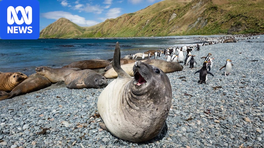 Bird flu detected on Macquarie Island in southern elephant seal and gull samples