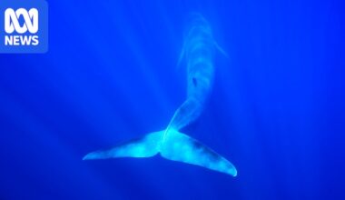 On its 80th birthday, International Whaling Commission encounters familiar impasses