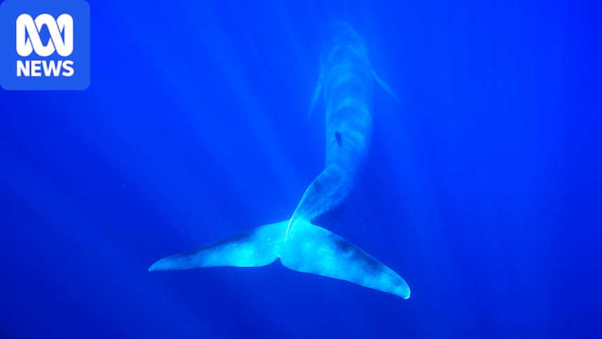 On its 80th birthday, International Whaling Commission encounters familiar impasses