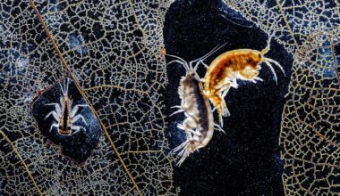 At the bottom of a stream, two tiny shrimp-like creatures are caught on camera clinging together among the lace-like veins of a rotting leaf