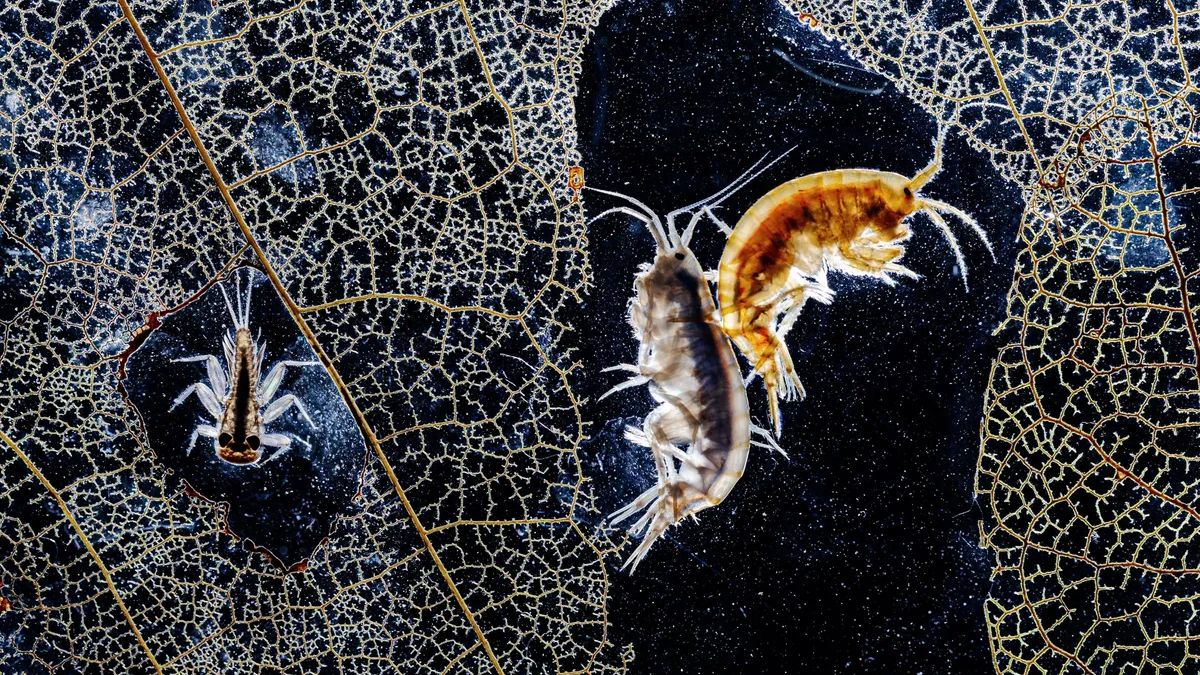 At the bottom of a stream, two tiny shrimp-like creatures are caught on camera clinging together among the lace-like veins of a rotting leaf