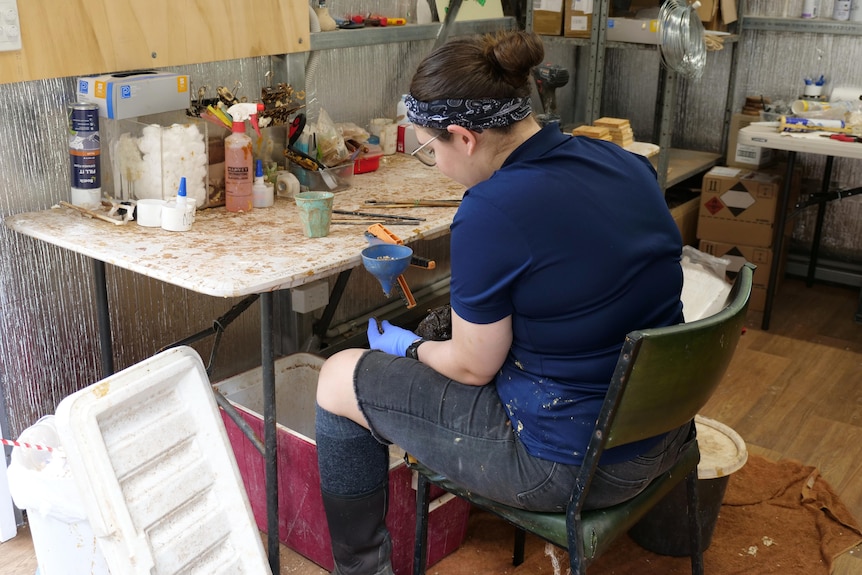 An employee sits at a work bench inside a shed, she is helping to taxidermy a cane toad.
