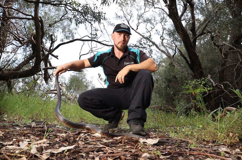 Snake Catcher Marcus Cosentino with a an adult male Dugite at Lake Gwelup. 