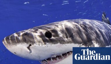 Great white shark leaps from water and photobombs California beachgoers | California