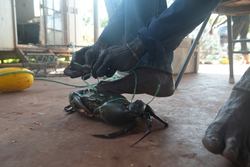 A man with his foot on a mud crab, tying its claws for transport.