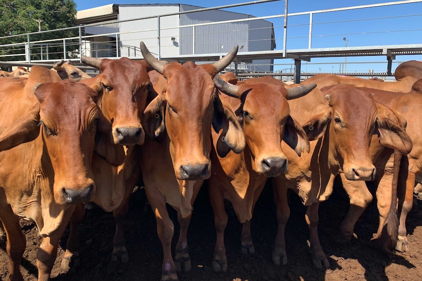 A close up of red brahman cattle in a pen at the Charters Towers saleyards