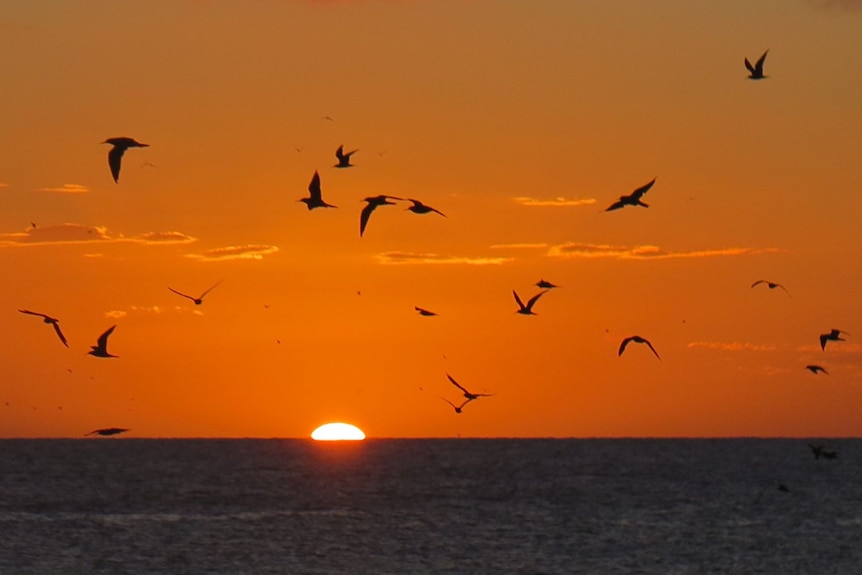 Silhouetted birds fly in the orange sunset sky above and ocean.