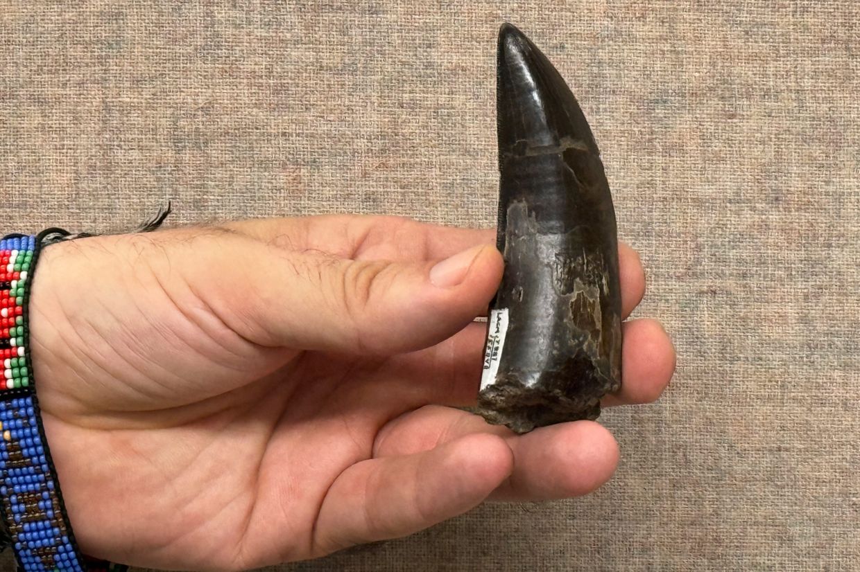 This 2026 photo provided by UCLA shows scientist Robert Eagle holding a Tyrannosaurus rex tooth that was used to measure the dinosaur’s body temperature. — Photo: UCLA via AP
