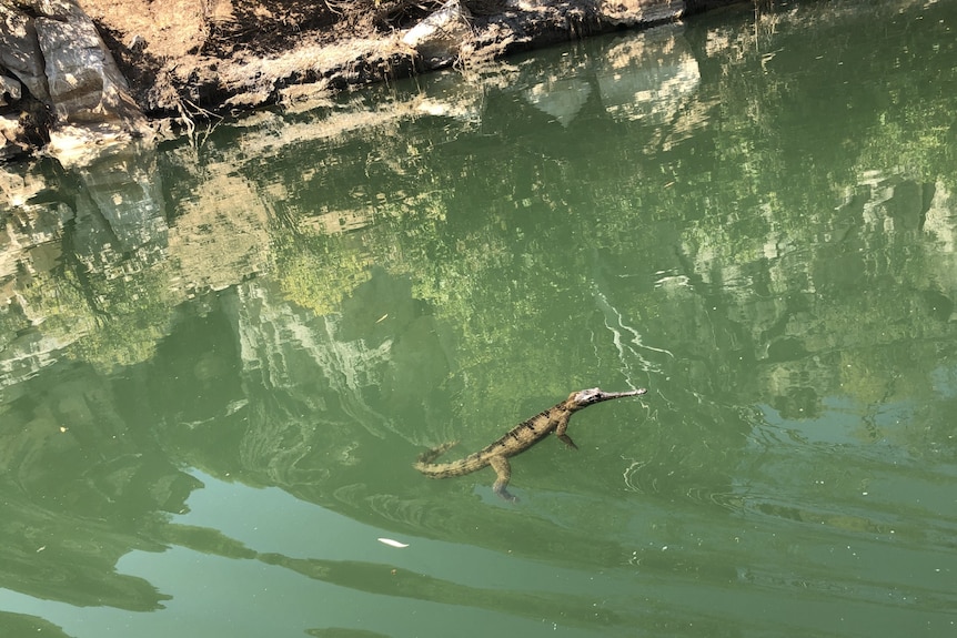 A freshwater crocodile swims in the Fitzroy River in Danggu Geikie Gorge.