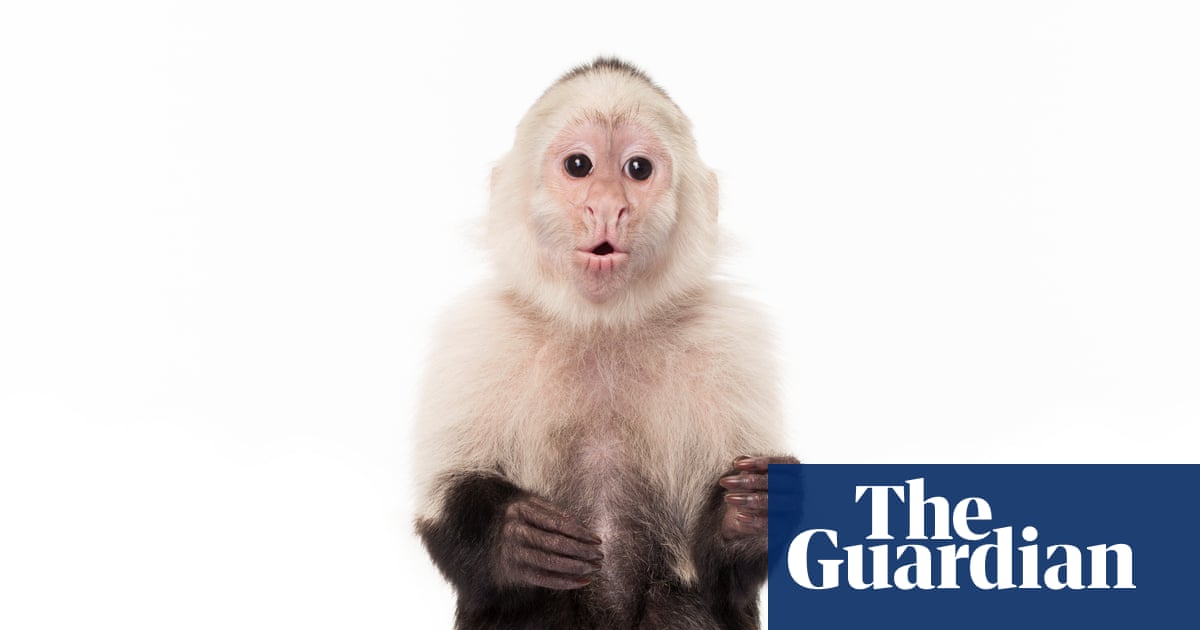 Monkeys as service animals? The ‘bizarre’, tortured history of humans and primates | Life and style