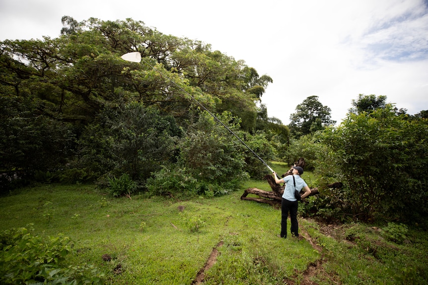 Tegan holds a nine metre pole with a net over trees wearing a black hat and blue t-shirt.