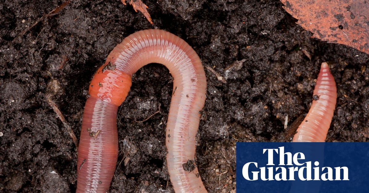 Country diary: Thrilled by Darwin, and the wonder of worms | Animals