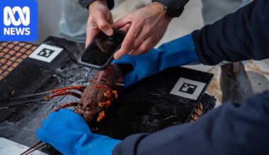 Like facial recognition for lobsters, AI technology tracing from pot to plate