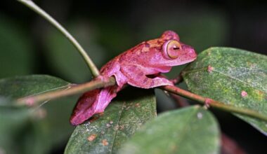 The painstaking task of cataloguing the world's species