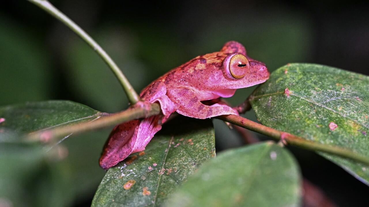 The painstaking task of cataloguing the world's species
