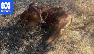 Graziers urged to vaccinate cattle as unseasonal three-day sickness spreads in Queensland