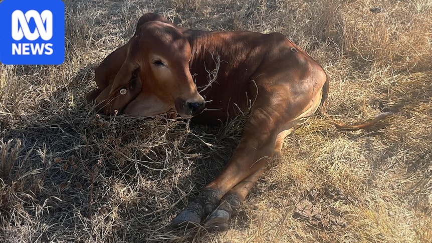 Graziers urged to vaccinate cattle as unseasonal three-day sickness spreads in Queensland