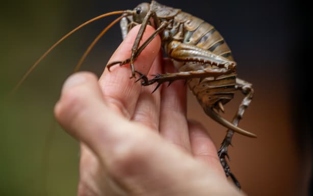 About 100 critically-endangered Mahoenui giant weta have been released into the Rotokare Sanctuary in Taranaki this week as part of efforts to preserve the taonga species.