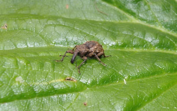 Giant Knobbled Weevil