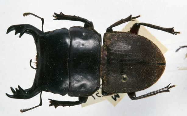Mokohinau stag beetle