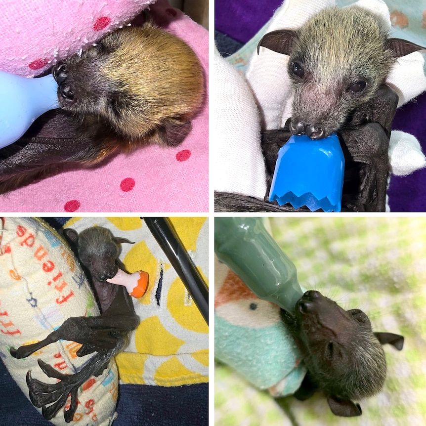 Composite image of 4 different flying fox pups wrapped up in small blankets and