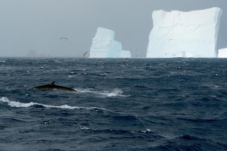 A fin whale dorsal fin poking out of dark water with an ice berg in the background