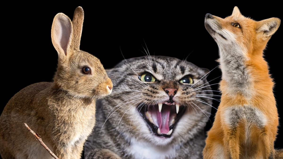 City of Mandurah puts out tender for years-long feral animal cull program targeting cats, foxes and rabbits