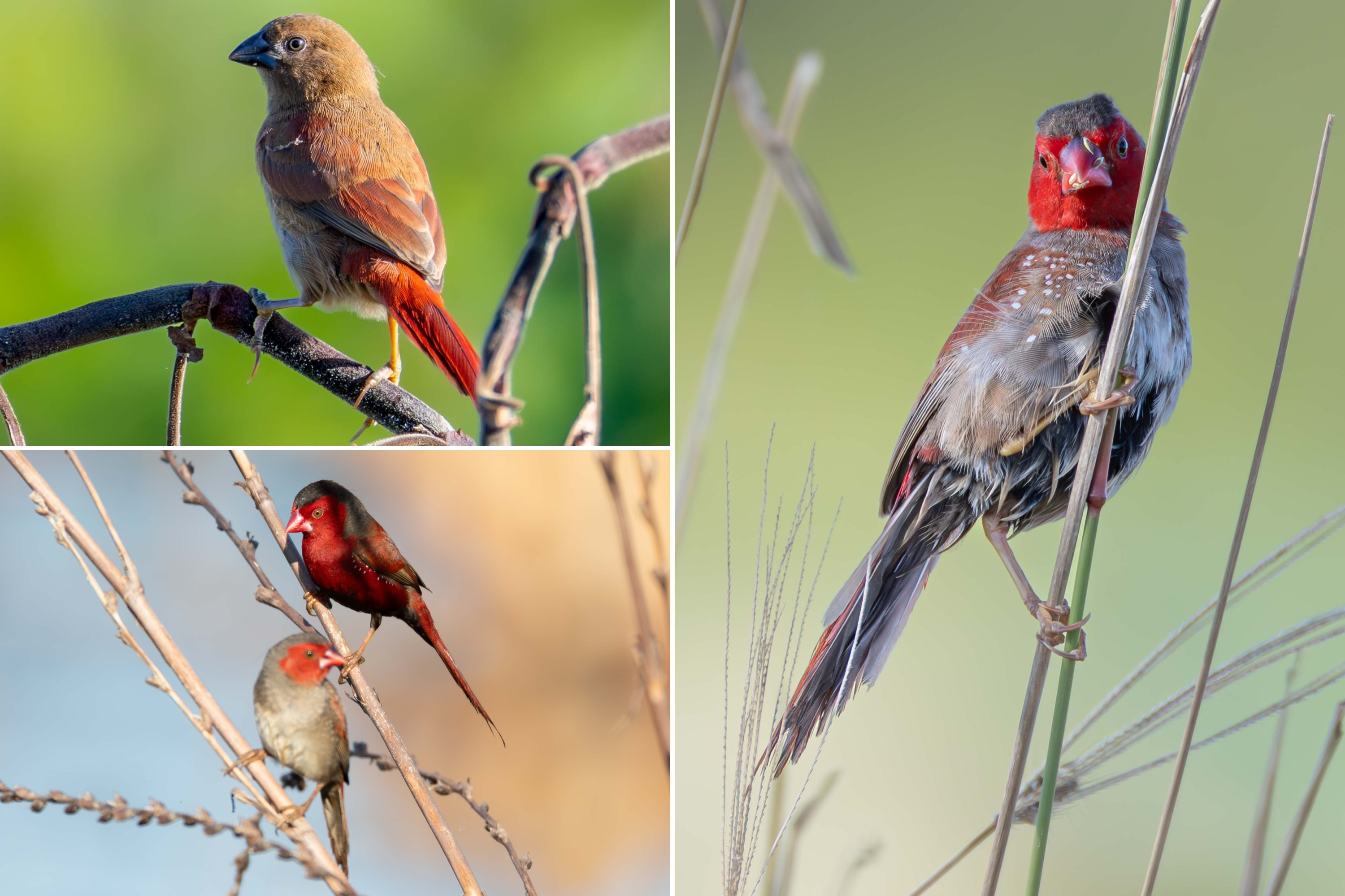 A collage of small crimson finch birds pictured perching on thin branches, they have bright red feathers and beaks.