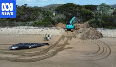 Sperm whale buried on Tasmanian beach upsets some locals