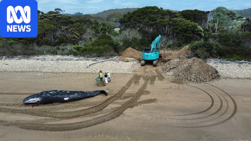 Sperm whale buried on Tasmanian beach upsets some locals