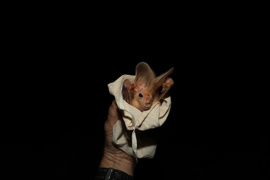 A ghost bat swaddled
