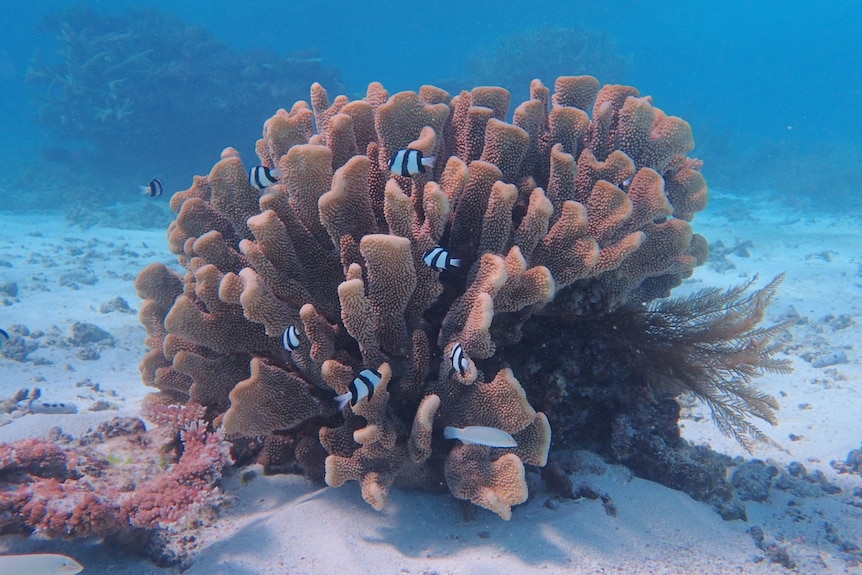 a large coral underwater