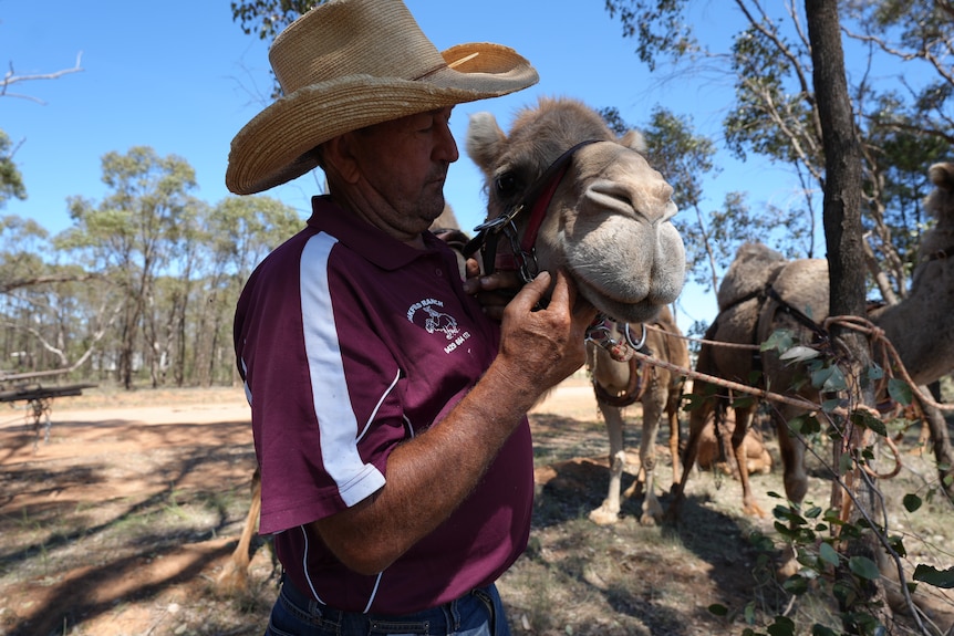 A man holds a camel by a halter
