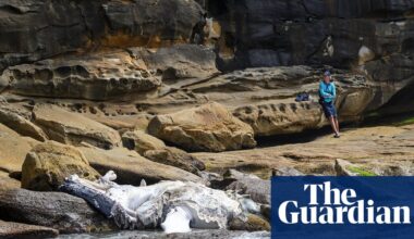 ‘Almost looks fake’: two Sydney beaches closed after whale carcass washes up | Sydney