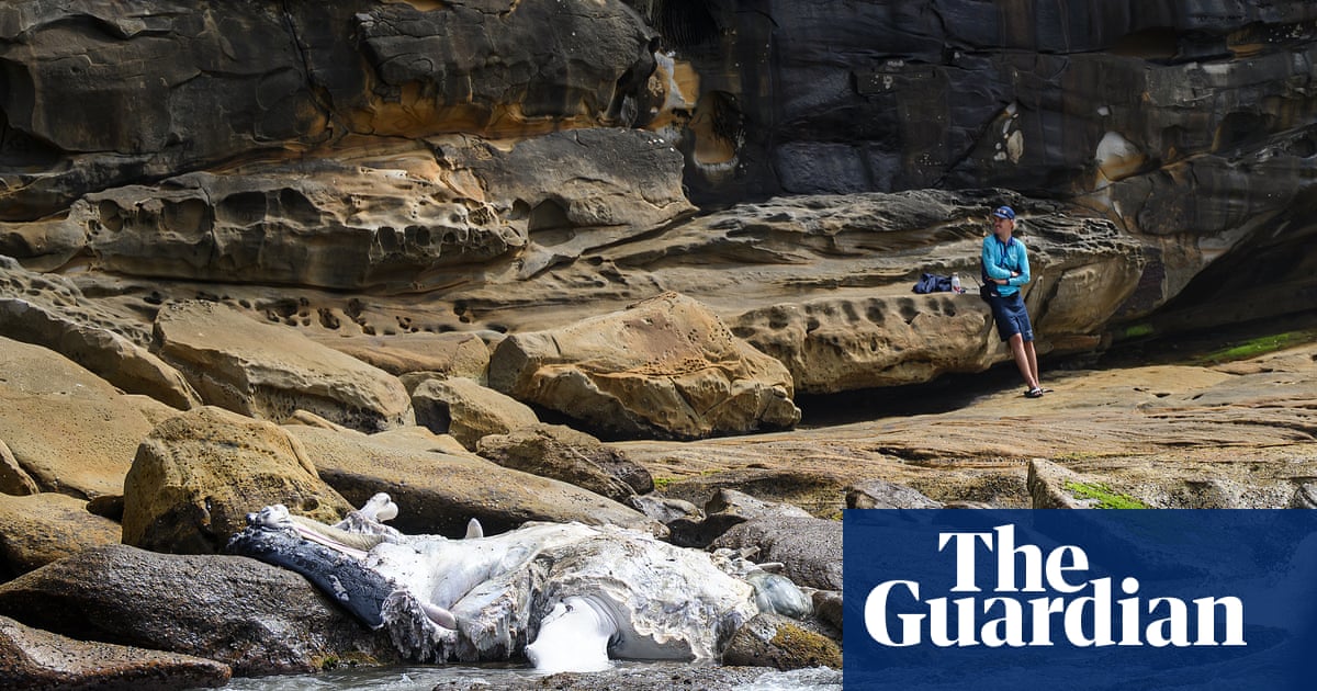 ‘Almost looks fake’: two Sydney beaches closed after whale carcass washes up | Sydney
