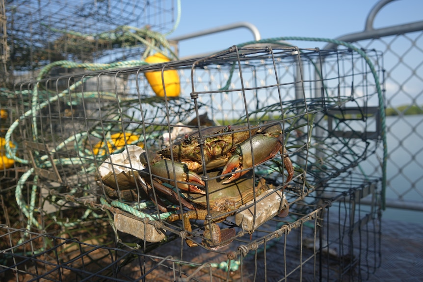 Mud crabs in a cage.
