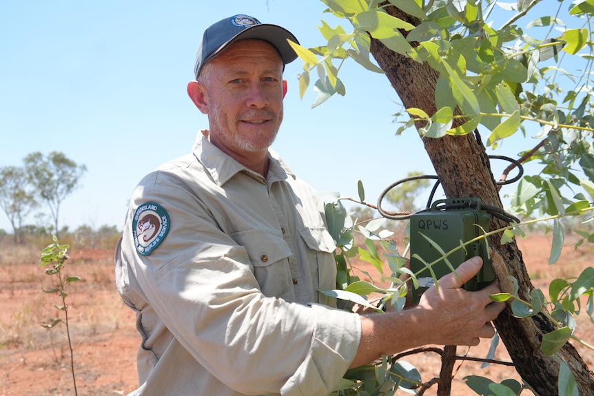 QPWS ranger in front of tree fitting an acoustic recorder